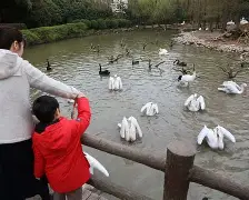 现nba鹈鹕队球员名单